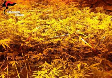 Catania, scovata piantagione di canapa indiana a San Cristoforo FOTO
