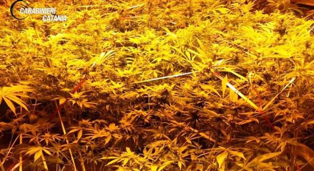 Catania, scovata piantagione di canapa indiana a San Cristoforo FOTO