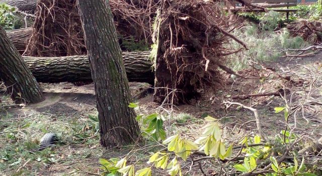 Zafferana, danni ingenti dopo il forte vento di ieri. I cittadini: “perchè non chiedere lo stato di calamità?”