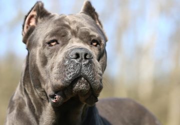 Fattorino catanese aggredito da tre cani razza Corso muore nel siracusano