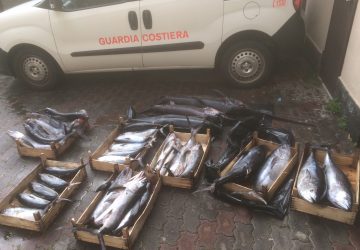 Riposto, sequestrati tre quintali di prodotto ittico sottomisura