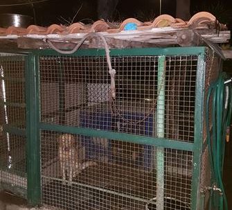 Catania: costruiscono anguste gabbie per cani su strada pubblica. Denunciati in 7