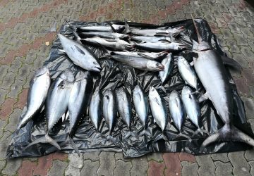 Giardini, sequestrati 150 kg di tonno rosso e pesce spada sottomisura. Elevate 24.000 euro di sanzioni