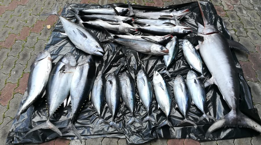 Giardini, sequestrati 150 kg di tonno rosso e pesce spada sottomisura. Elevate 24.000 euro di sanzioni