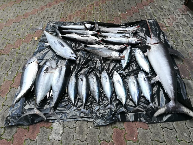 Giardini, sequestrati 150 kg di tonno rosso e pesce spada sottomisura. Elevate 24.000 euro di sanzioni
