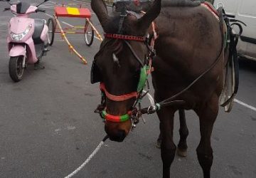Scorazzano con cavallo e calesse in citt&agrave; e in pieno giorno: denunciati tre pregiudicati