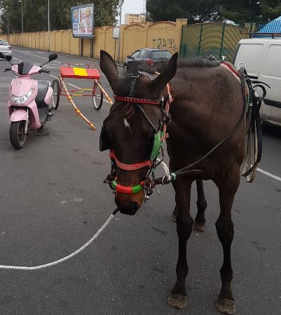 Scorazzano con cavallo e calesse in città e in pieno giorno: denunciati tre pregiudicati