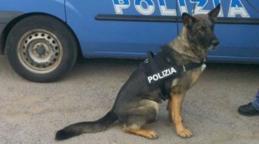 Pane, pizza e droga a Pedara: in manette marito e moglie