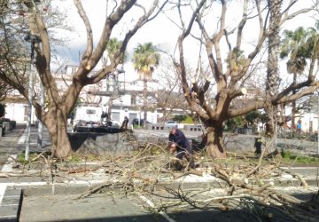 Mascali, interventi potatura in piazza Dante