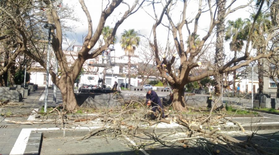 Mascali, interventi potatura in piazza Dante