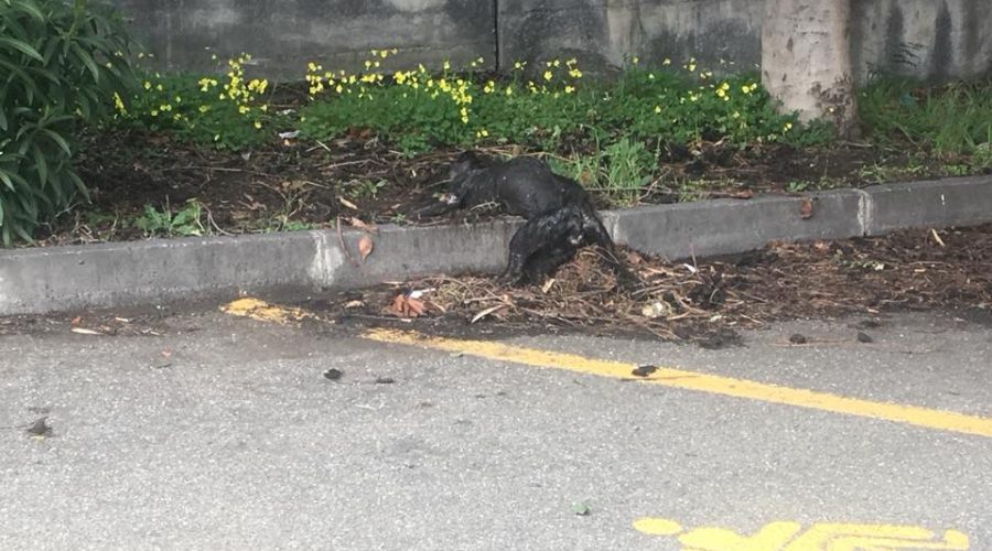 Giarre, carcassa di cane morto davanti al plesso elementare di viale Moro. Comune e Vigili restano a guardare
