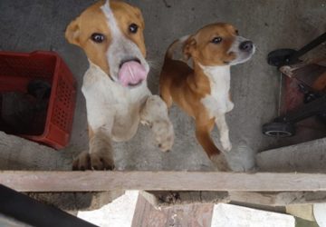 Giarre, tavolo Comune-Asp Servizio Veterinario sul randagismo