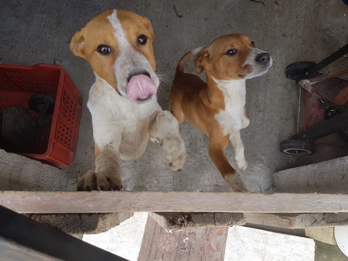 Catania, due cani senza cibo e acqua: denunciato il proprietario