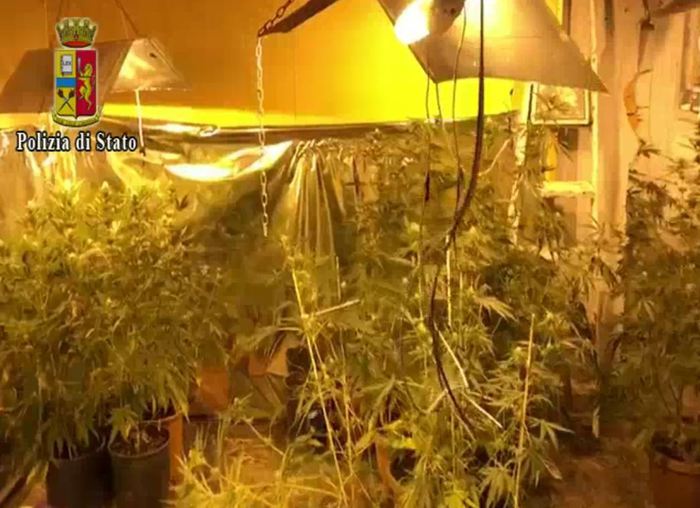 Catania, droga e serra “fai da te” con cannabis. In manette 24enne VIDEO