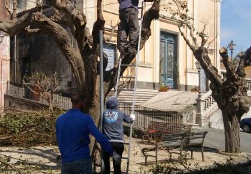 Mascali, interventi potatura alberi aree a verde frazioni