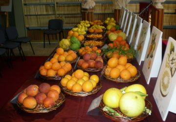 Ad Acireale una mostra degli "agrumi del Mito"