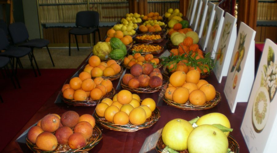 Ad Acireale una mostra degli “agrumi del Mito”