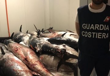 Sequestrato tra Catania e Aci Trezza tonno rosso per un valore di 200.000 euro. Sanzioni per 30.000 euro