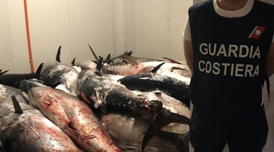 Sequestrato tra Catania e Aci Trezza tonno rosso per un valore di 200.000 euro. Sanzioni per 30.000 euro
