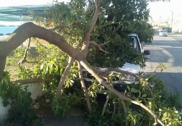 Mascali, raffiche vento spezzano un grosso ramo d&rsquo;albero che finisce su auto in sosta