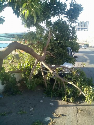 Mascali, raffiche vento spezzano un grosso ramo d’albero che finisce su auto in sosta