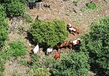 Razziati 14 purosangue da una azienda agricola di Bronte: ritrovati dai carabinieri. Indagini in corso