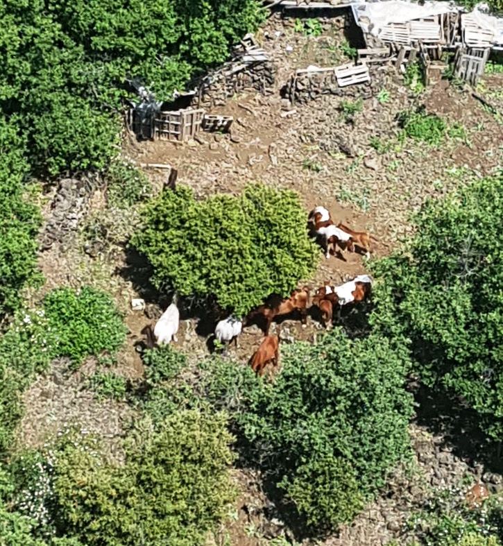 Razziati 14 purosangue da una azienda agricola di Bronte: ritrovati dai carabinieri. Indagini in corso