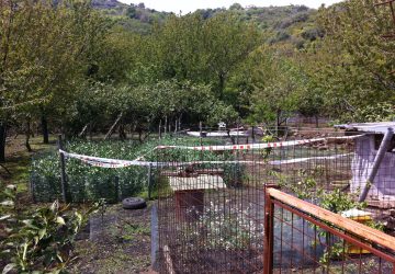Mascali, tradotto a piazza Lanza il 74enne Giuseppe Caruso condannato dalla Cassazione per l'omicidio di Roberto Grasso