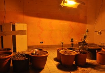 Aci Sant'Antonio, scoperta serra di marijuana "fai da te"