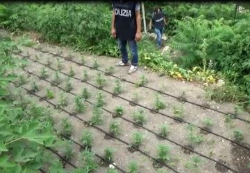 Polizia scova due piantagioni di cannabis, un arresto