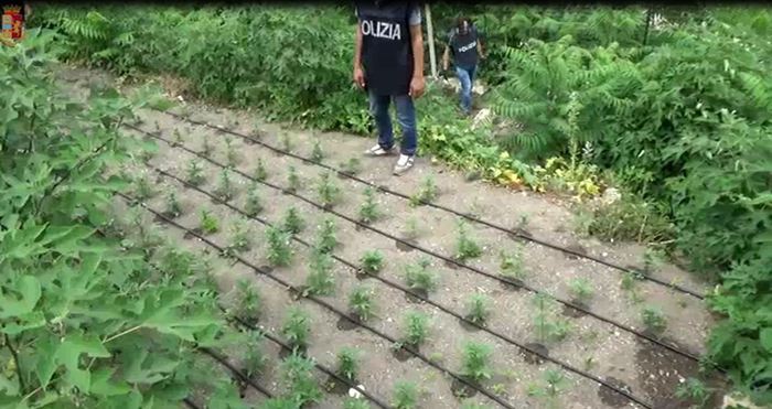 Polizia scova due piantagioni di cannabis, un arresto