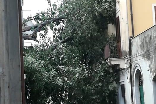 Area Jonica, forti raffiche di vento. In A18 albero colpisce un camion: feriti due giarresi. Danni anche a Giarre e su A18