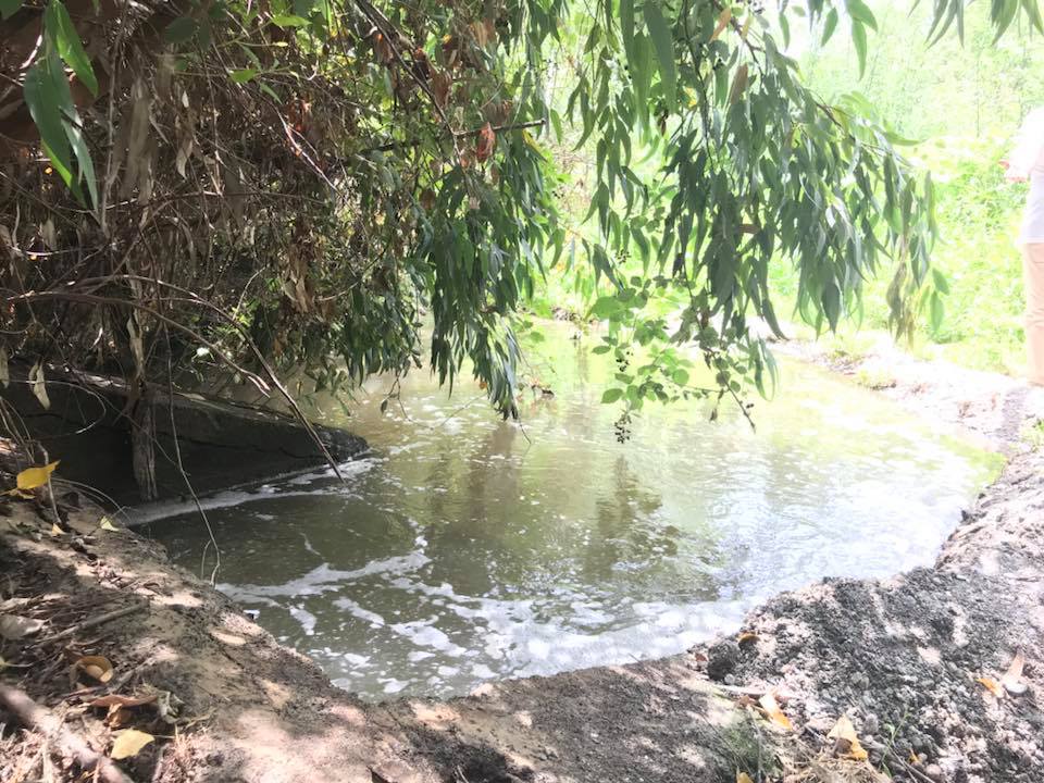 Pesci morti e acque inquinate all’Alcantara, la denuncia dell’on. Angela Foti: “Uno scempio” VIDEO