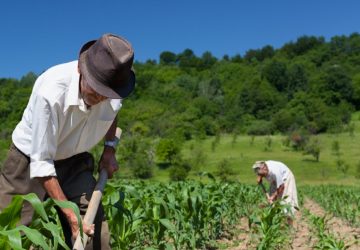Biologico, Sicilia top in Italia per superfici coltivate