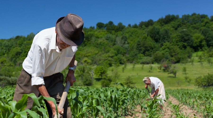 Biologico, Sicilia top in Italia per superfici coltivate