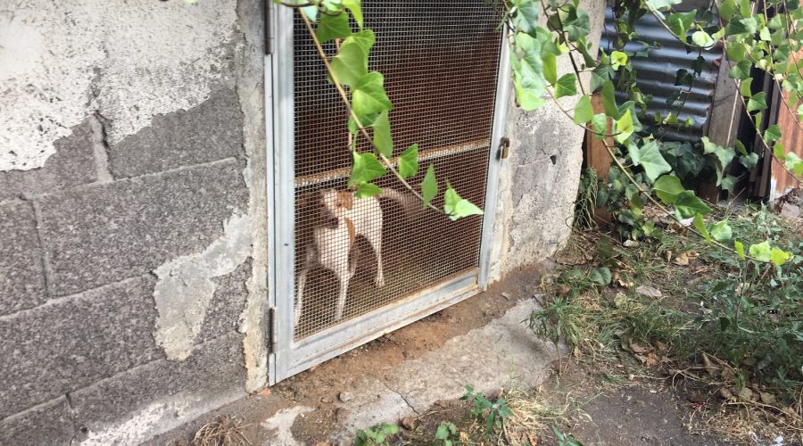 Giarre, tre cani reclusi al “41 Bis” tra la sporcizia: sequestrati e trasferiti in canile VIDEO
