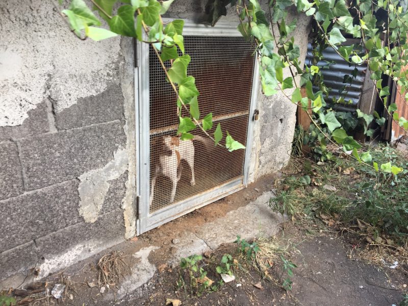 Giarre, tre cani reclusi al “41 Bis” tra la sporcizia: sequestrati e trasferiti in canile VIDEO