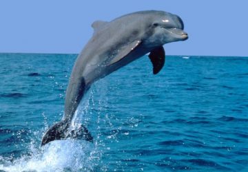 Catania, segnalati maltrattamenti di delfini