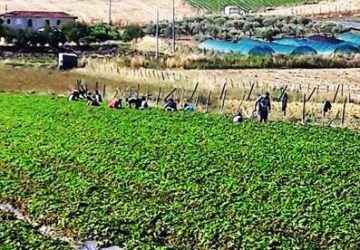 Vasta operazione dei carabinieri sullo sfruttamento dei lavoratori nel settore agricolo e zootecnico a Randazzo e Caltagirone. Otto gli imprenditori denunciati