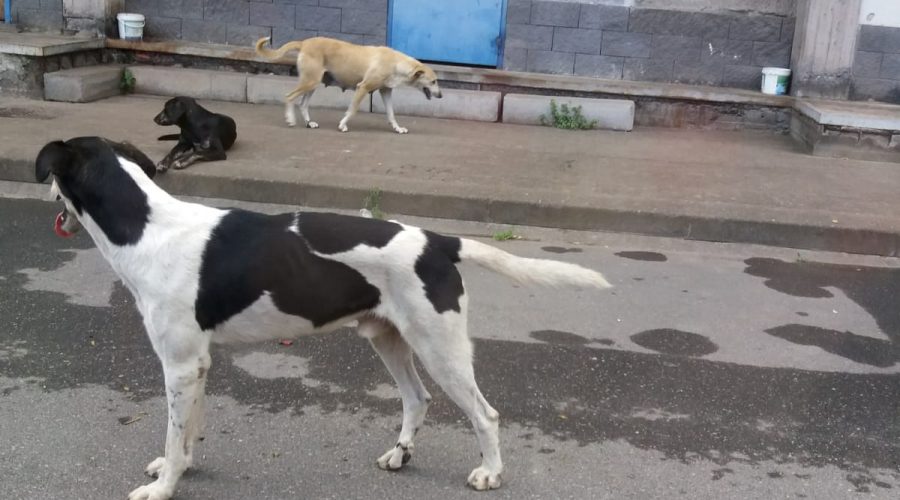 Fiumefreddo di Sicilia, 25enne aggredita da un cane randagio