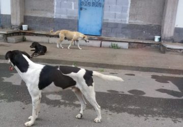 Fiumefreddo di Sicilia, 25enne aggredita da un cane randagio