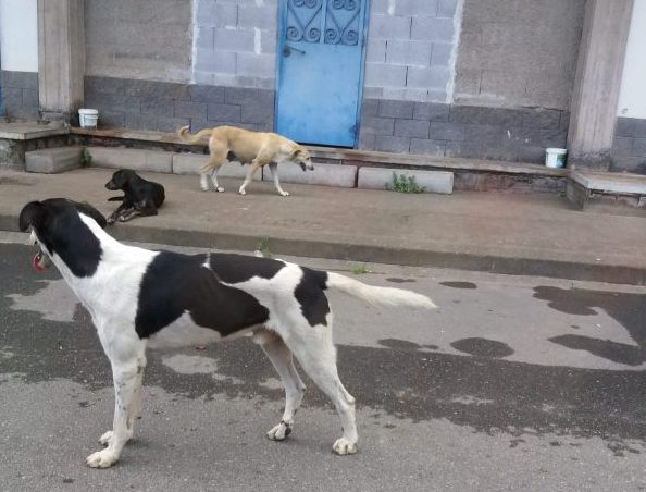 Fiumefreddo di Sicilia, 25enne aggredita da un cane randagio