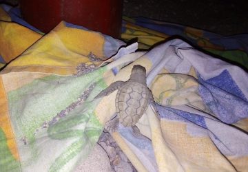 Calatabiano, a San Marco due esemplari di Caretta caretta vengono alla luce nella notte di San Lorenzo.