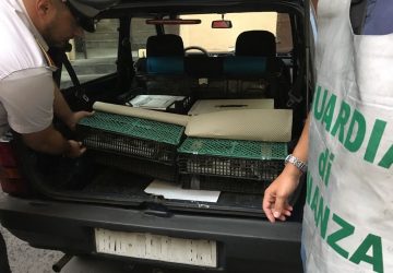 Misterbianco, Guardia di finanza sequestra a negoziante 110 cardellini selvatici