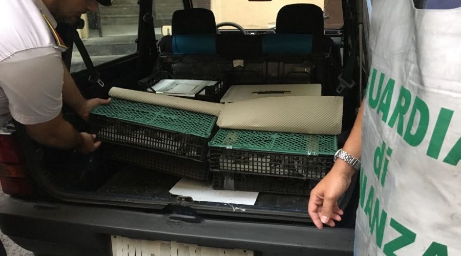 Misterbianco, Guardia di finanza sequestra a negoziante 110 cardellini selvatici
