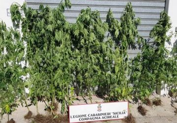 Pisano, piantagione "fai da te" nel giardino: arrestato un pregiudicato 37enne di Aci Catena