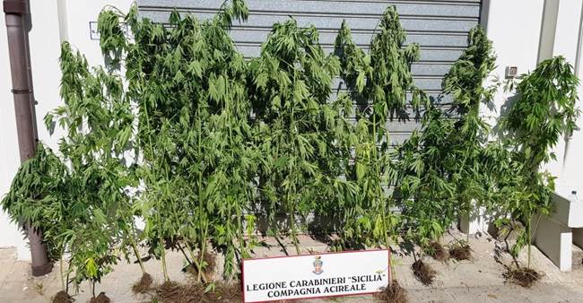 Pisano, piantagione “fai da te” nel giardino: arrestato un pregiudicato 37enne di Aci Catena