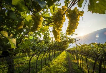 Vini italiani: i vini trentini sempre pi&ugrave; apprezzati