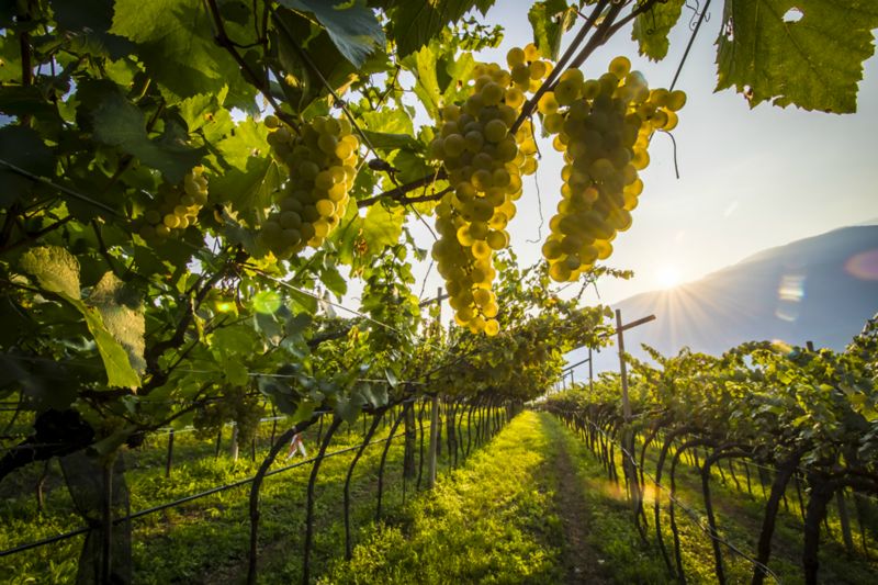 Vini italiani: i vini trentini sempre più apprezzati
