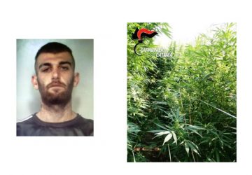 Coltivava piantagione di canapa indiana nell&rsquo;Oasi del Simeto. Arrestato 21enne
